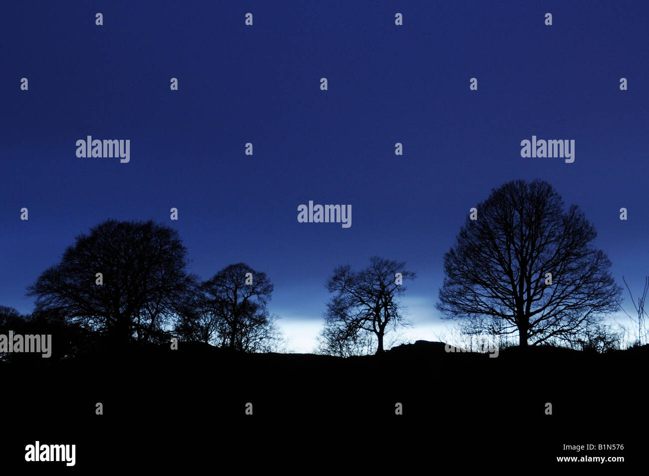 Soir paysage d'arbres du Lyth Valley dans le Lake District. Banque D'Images