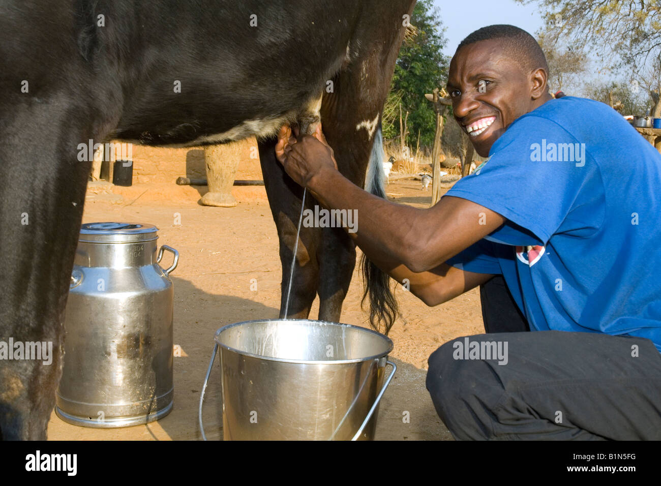 La production de lait sur une petite ferme en Zambie, de Magoye Banque D'Images