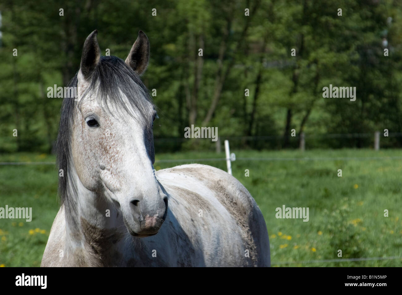 Portrait de cheval Banque D'Images