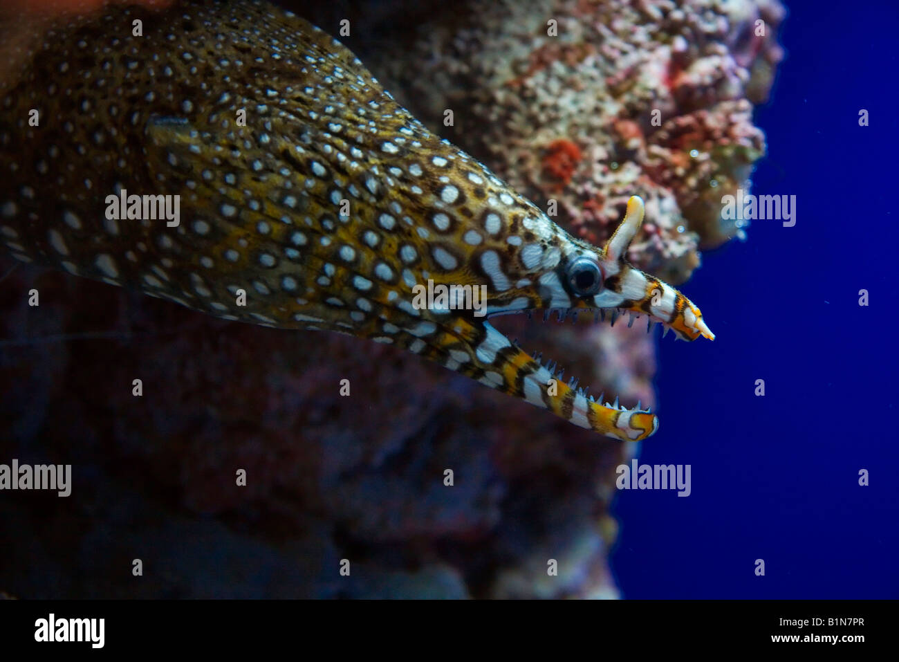 Singapour en Asie du sud-est sous l'eau Monde Banque D'Images