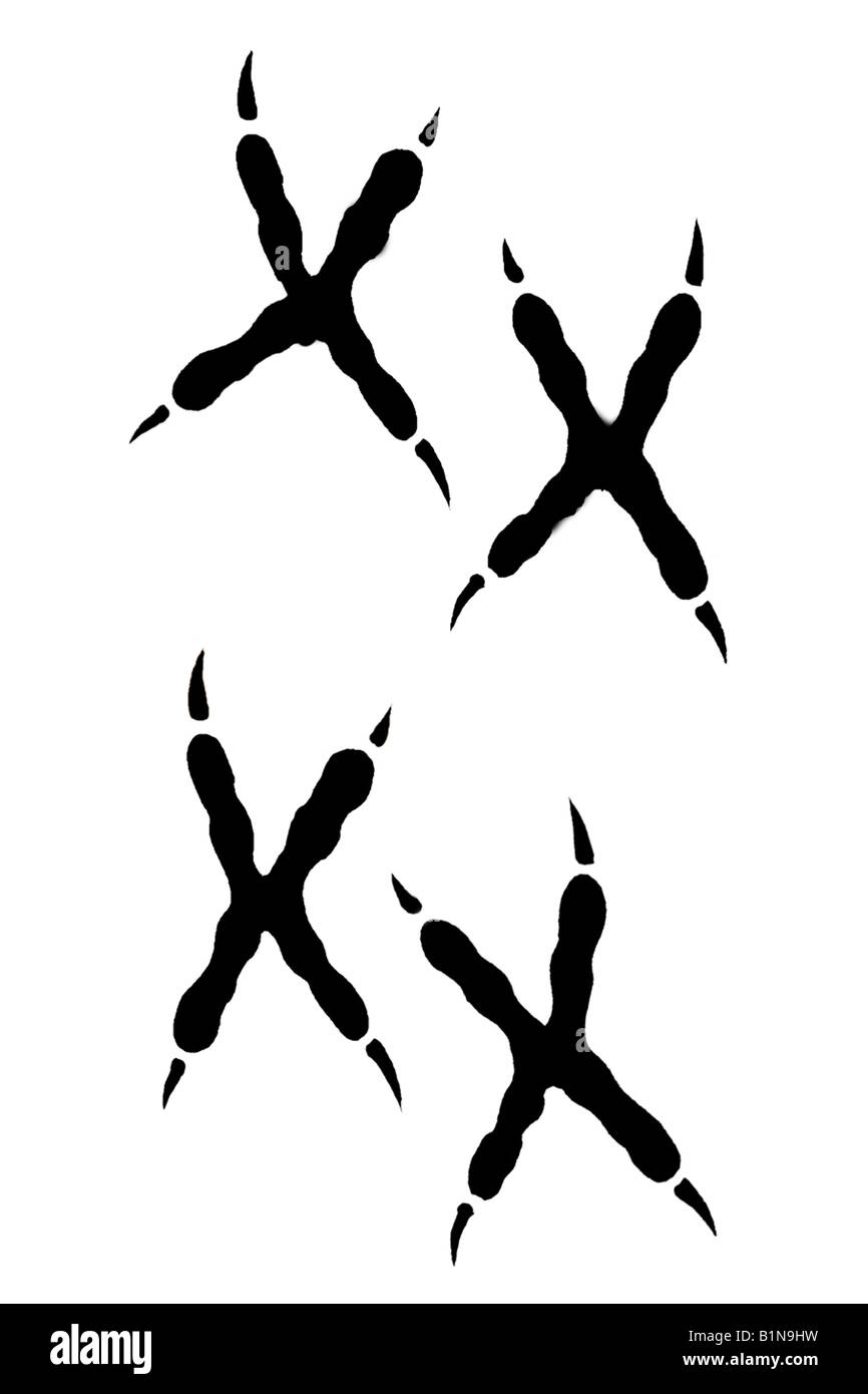 Tengmalms Owl (Aegolius funereus), des empreintes, dessin Banque D'Images