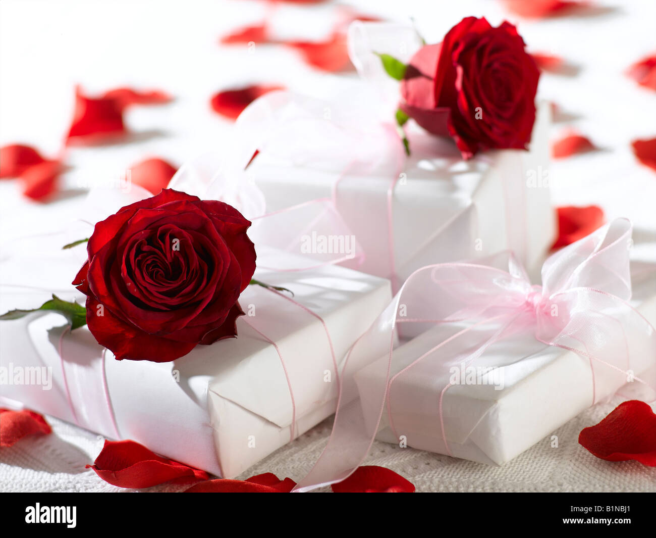 Fleurs rose rouge sur les cadeaux et les pétales Banque D'Images