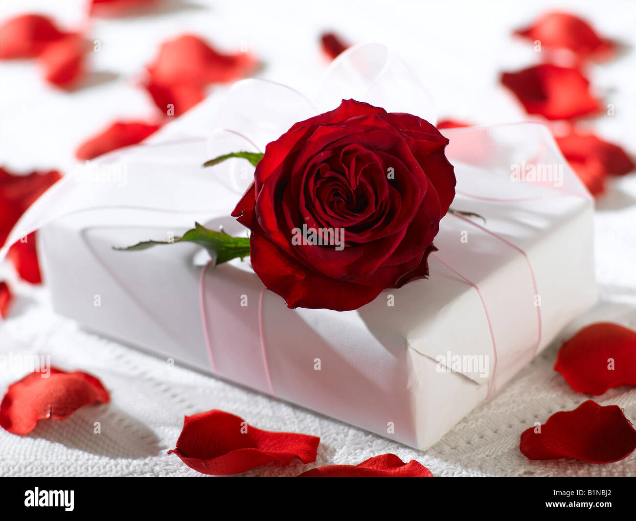 Fleur rose rouge sur un cadeau et les pétales Banque D'Images