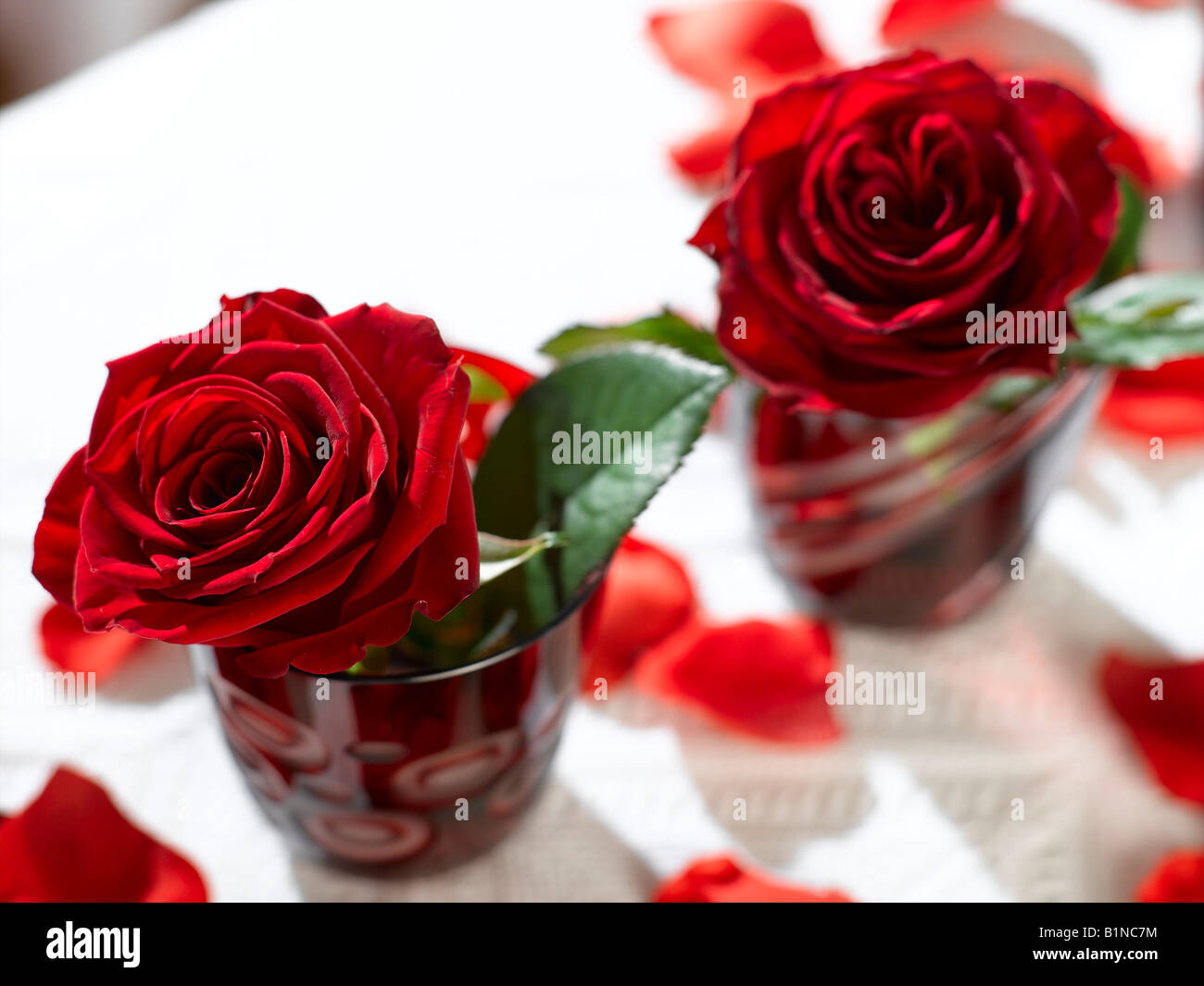 Deux roses rouges lunettes rouge Banque D'Images