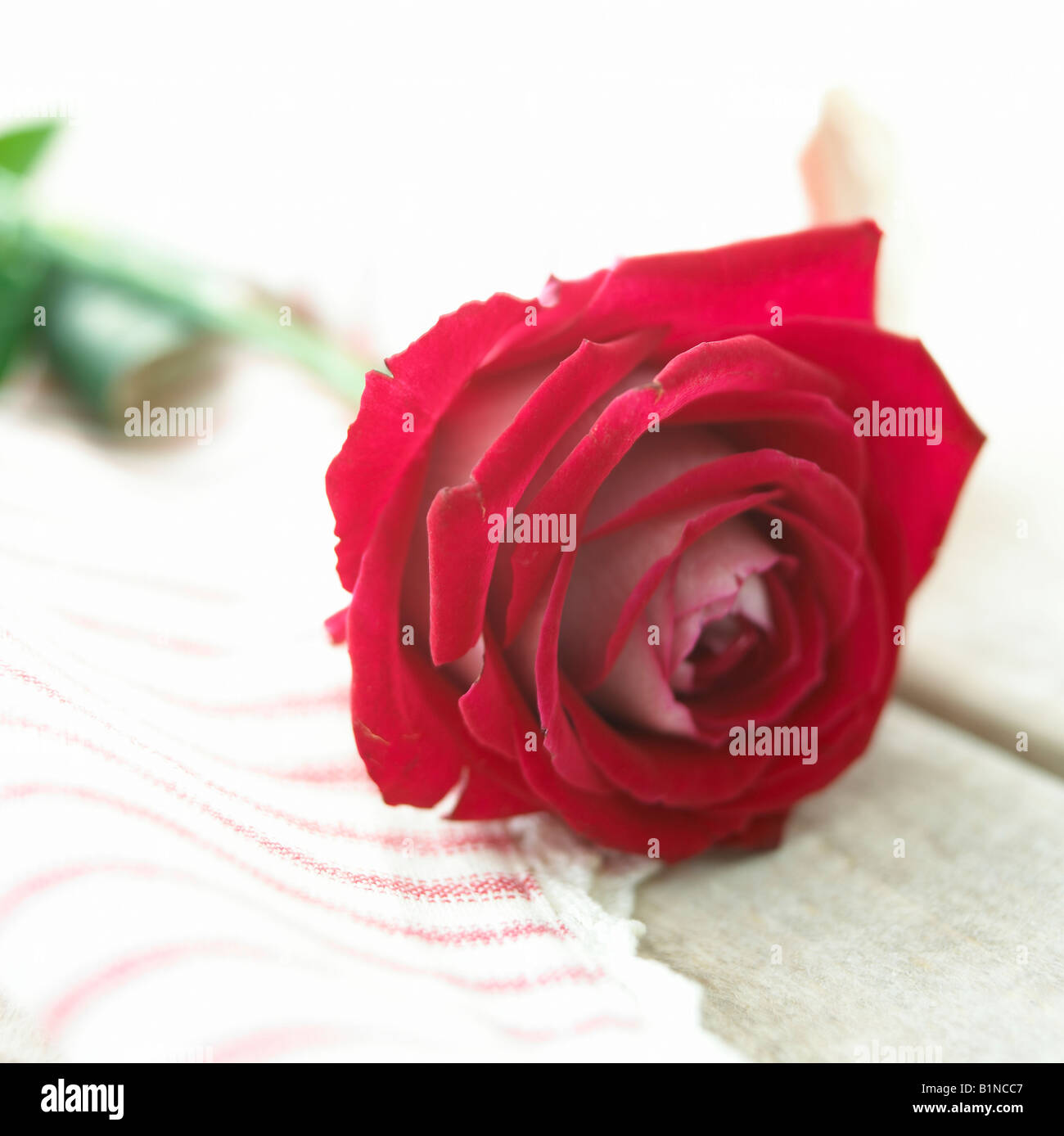 Rose rouge Banque D'Images