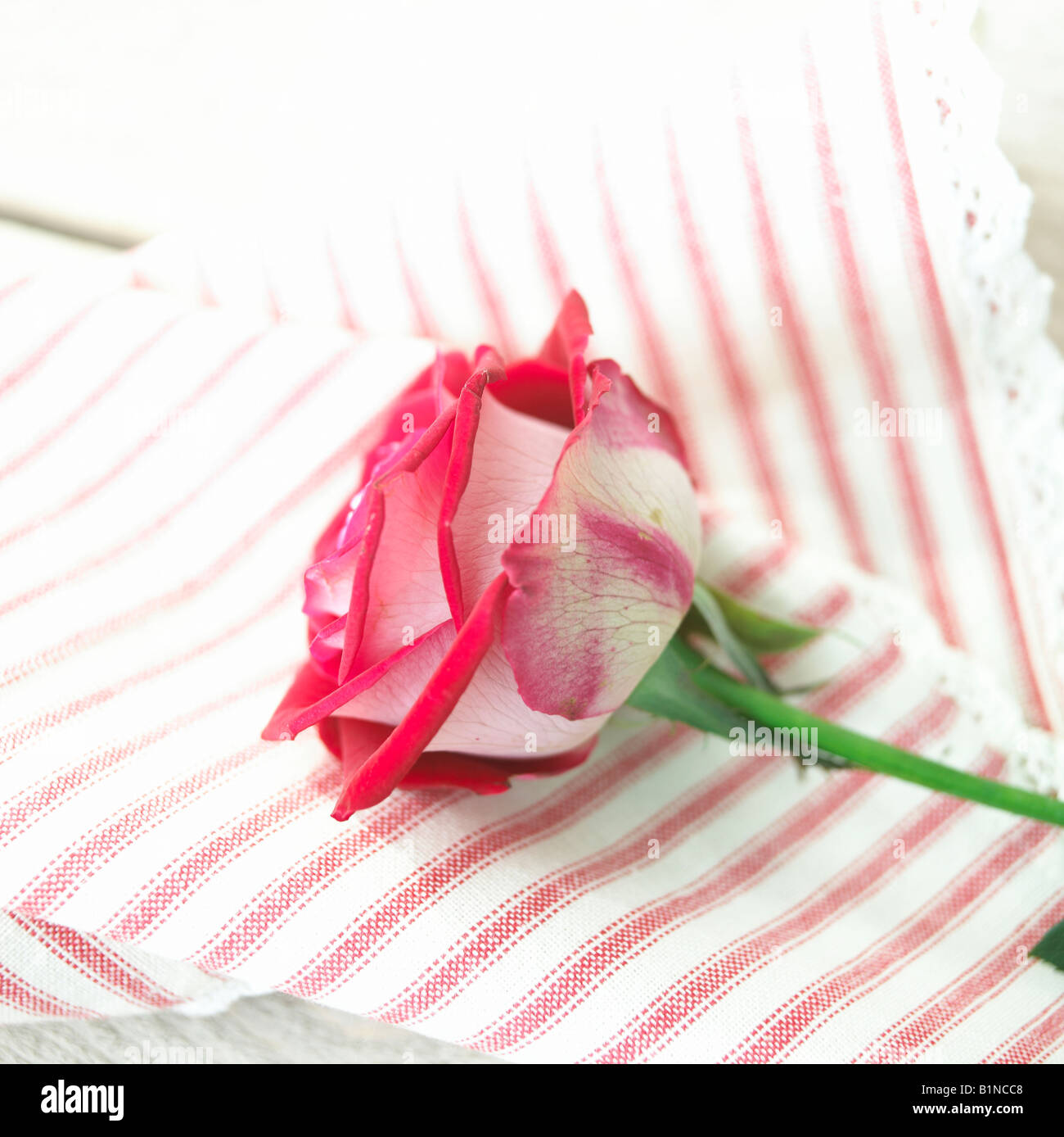 Rose rouge et blanche en tissu à rayures ond Banque D'Images