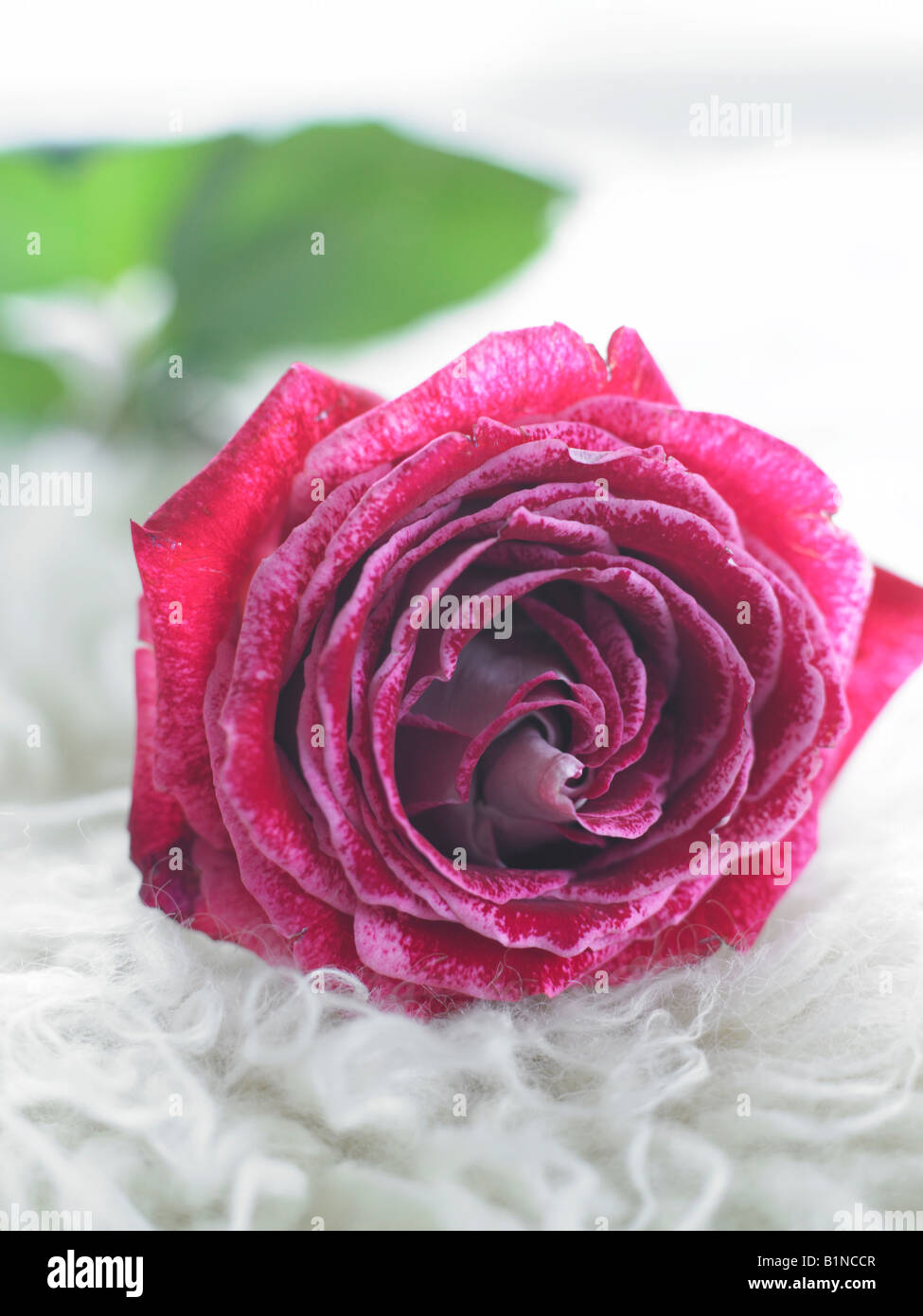 Fleur rose rouge Banque D'Images