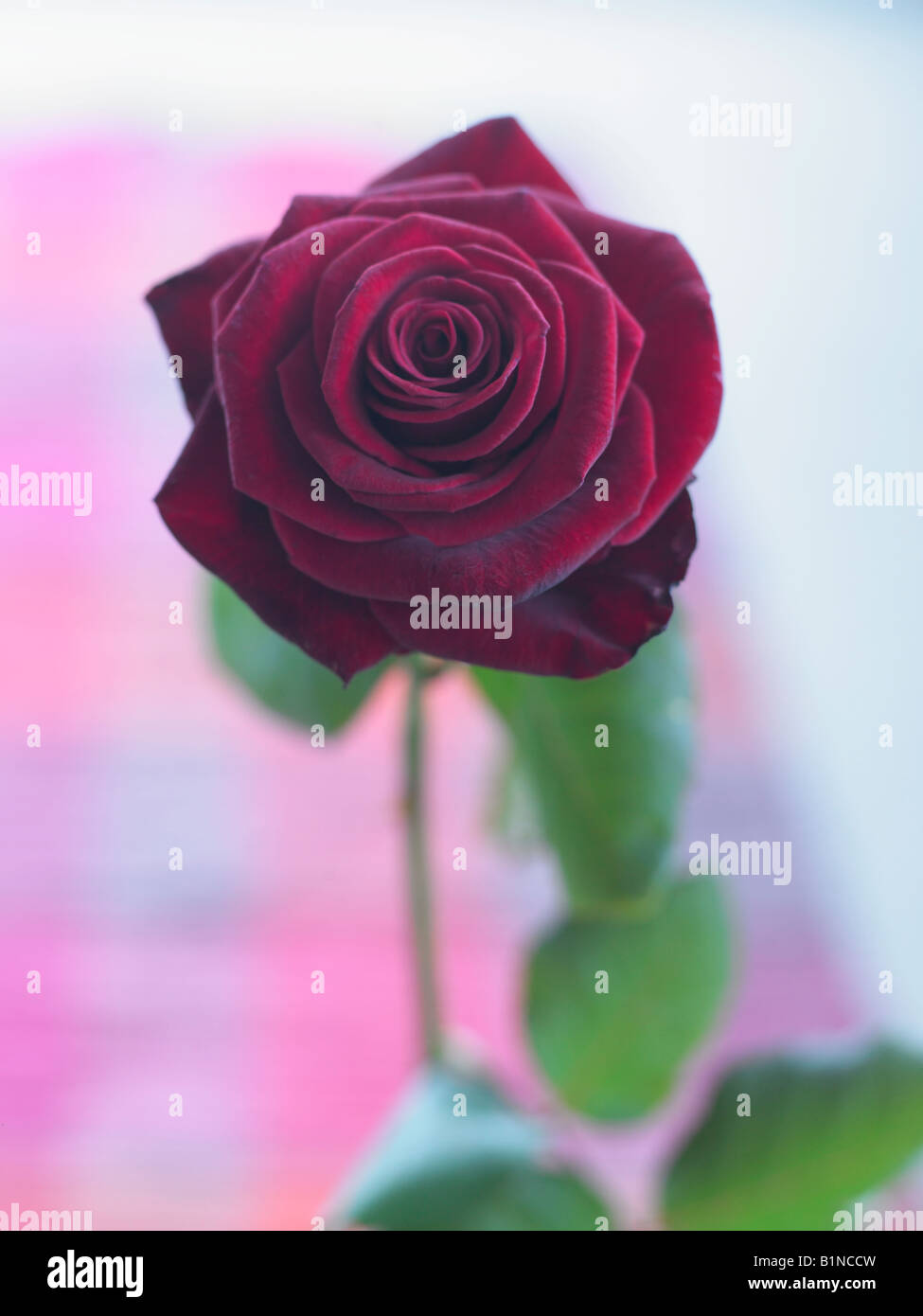 Fleur rose rouge foncé Banque D'Images