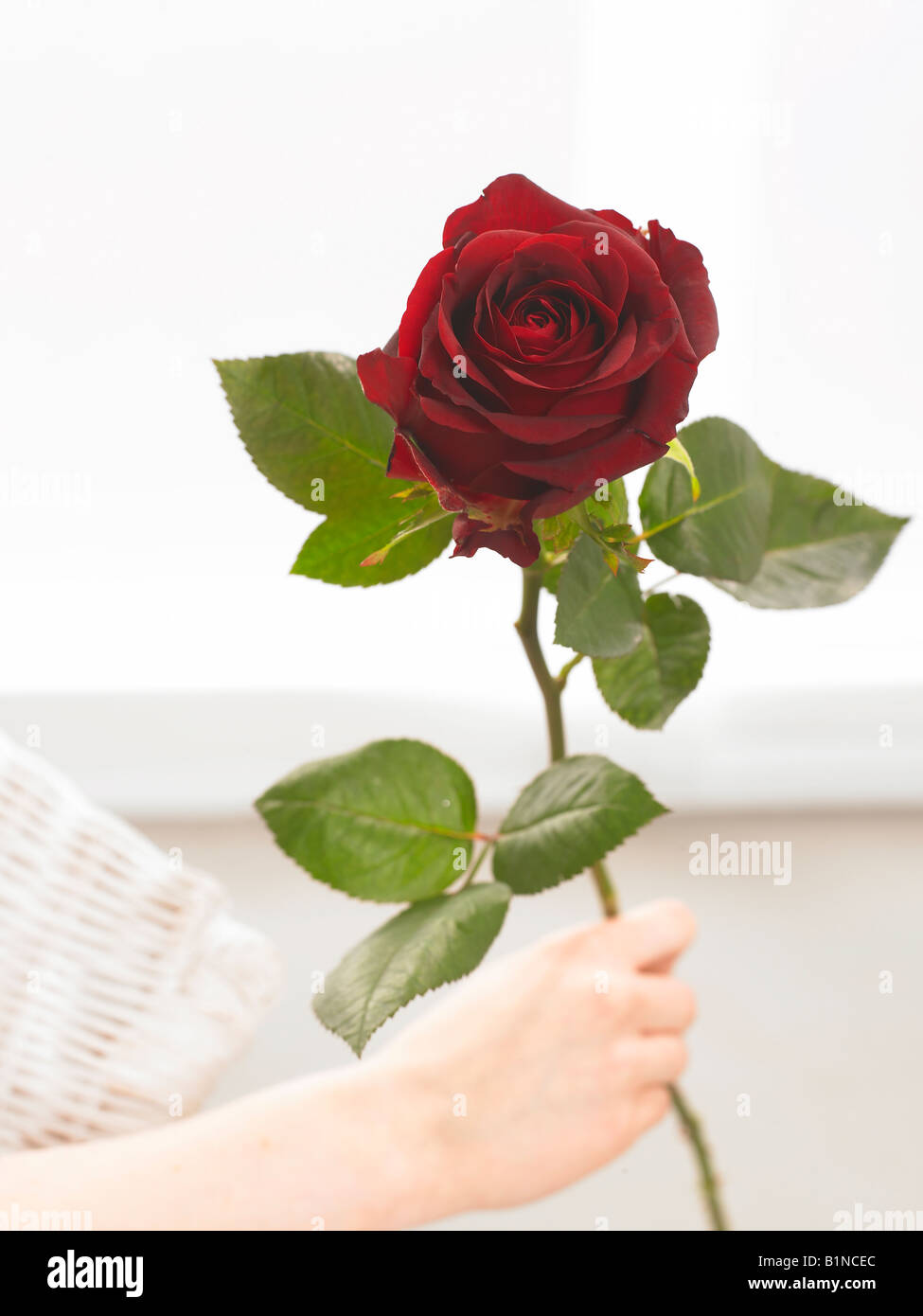 Rose rouge foncé Banque D'Images