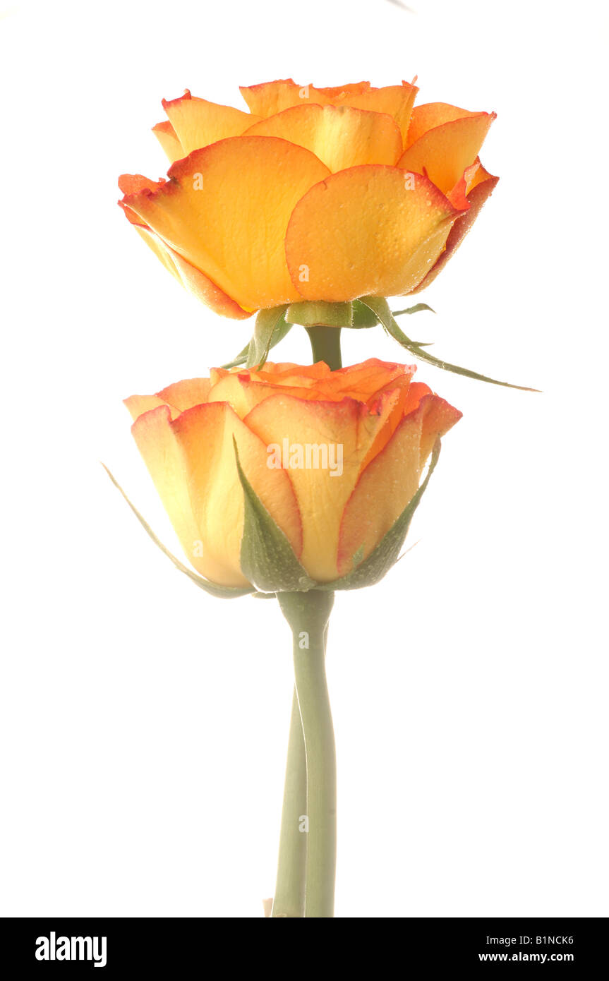 Deux roses rouges un jaune Banque D'Images