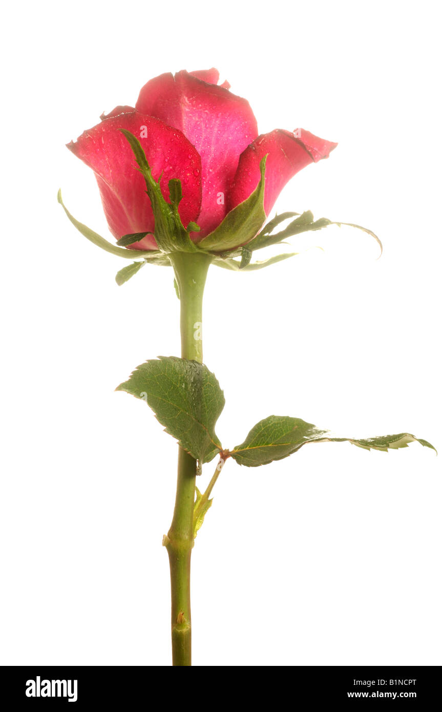 Rose rouge Banque D'Images