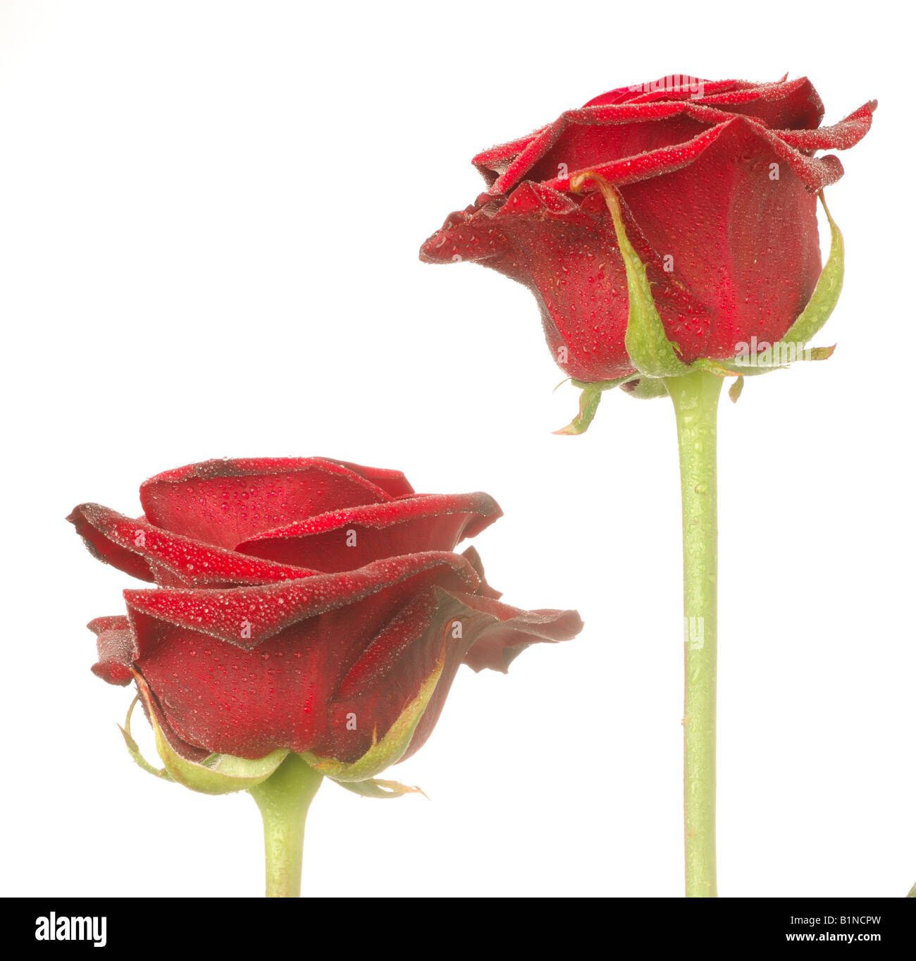 Fleurs rose rouge Banque D'Images