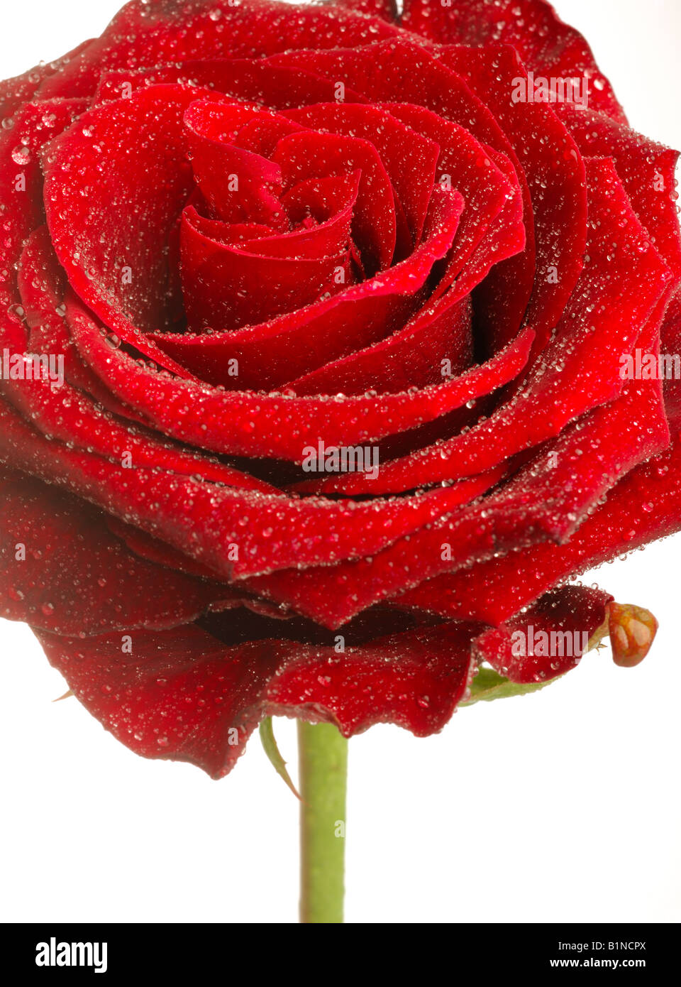 Red Rose blossom, Close up Banque D'Images