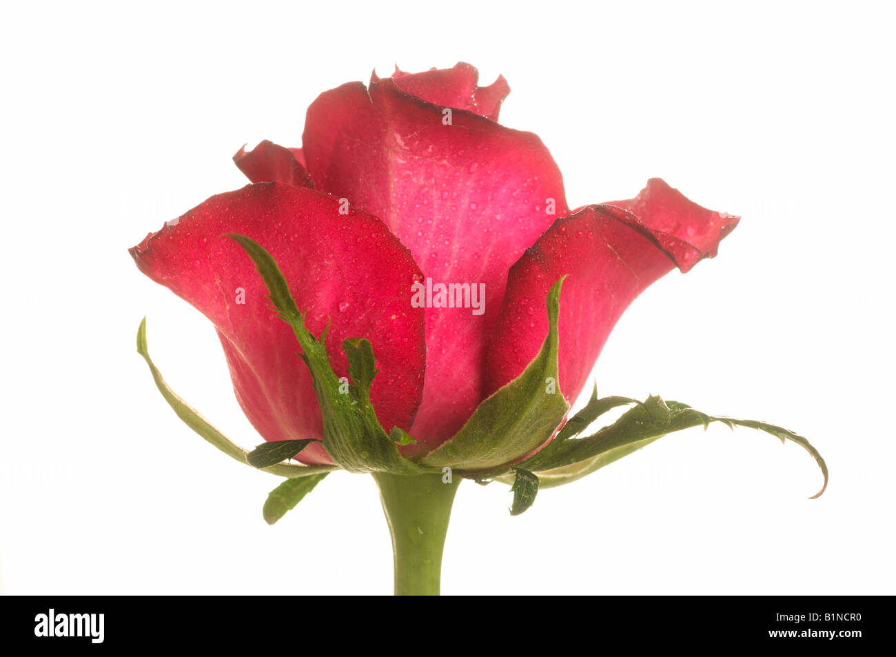 Red Rose blossom, Close up Banque D'Images