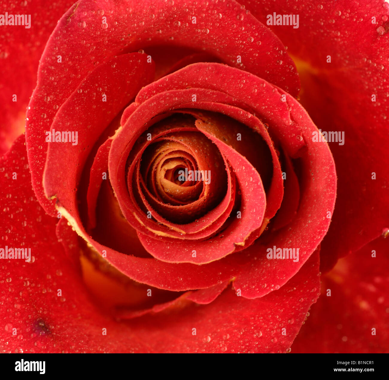 Red Rose blossom, Close up Banque D'Images