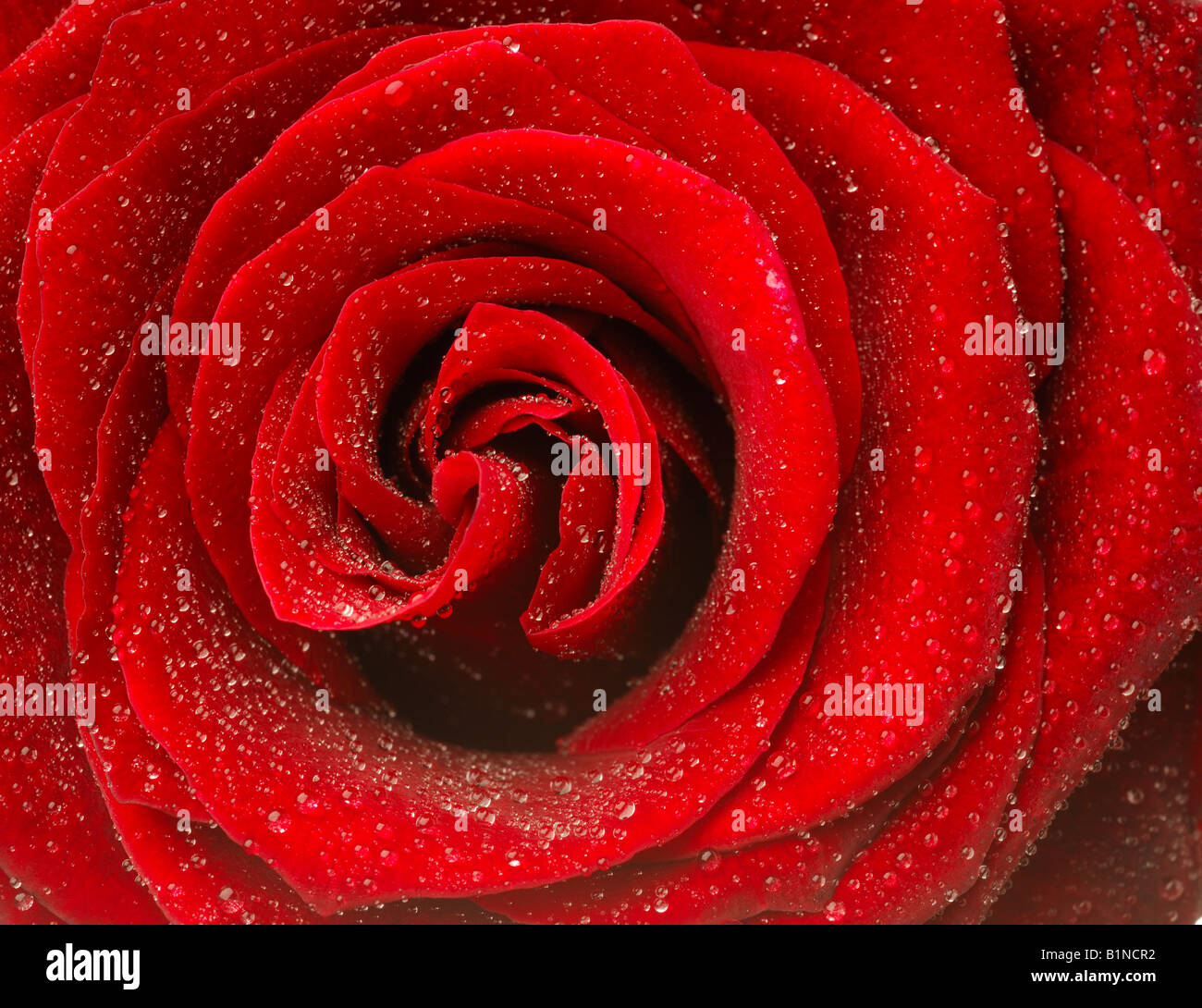 Red Rose blossom, Close up Banque D'Images