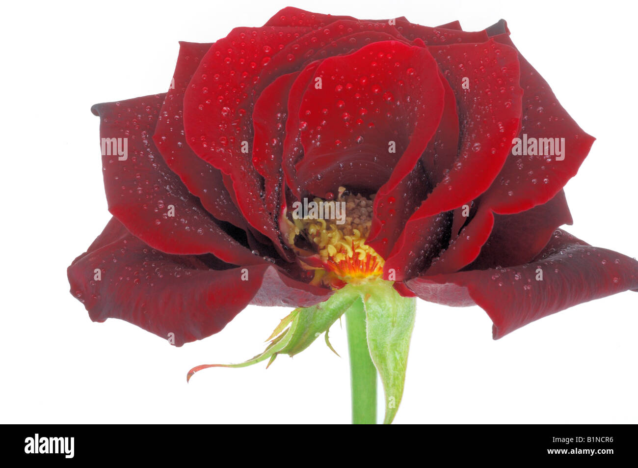 Red Rose blossom, Close up Banque D'Images