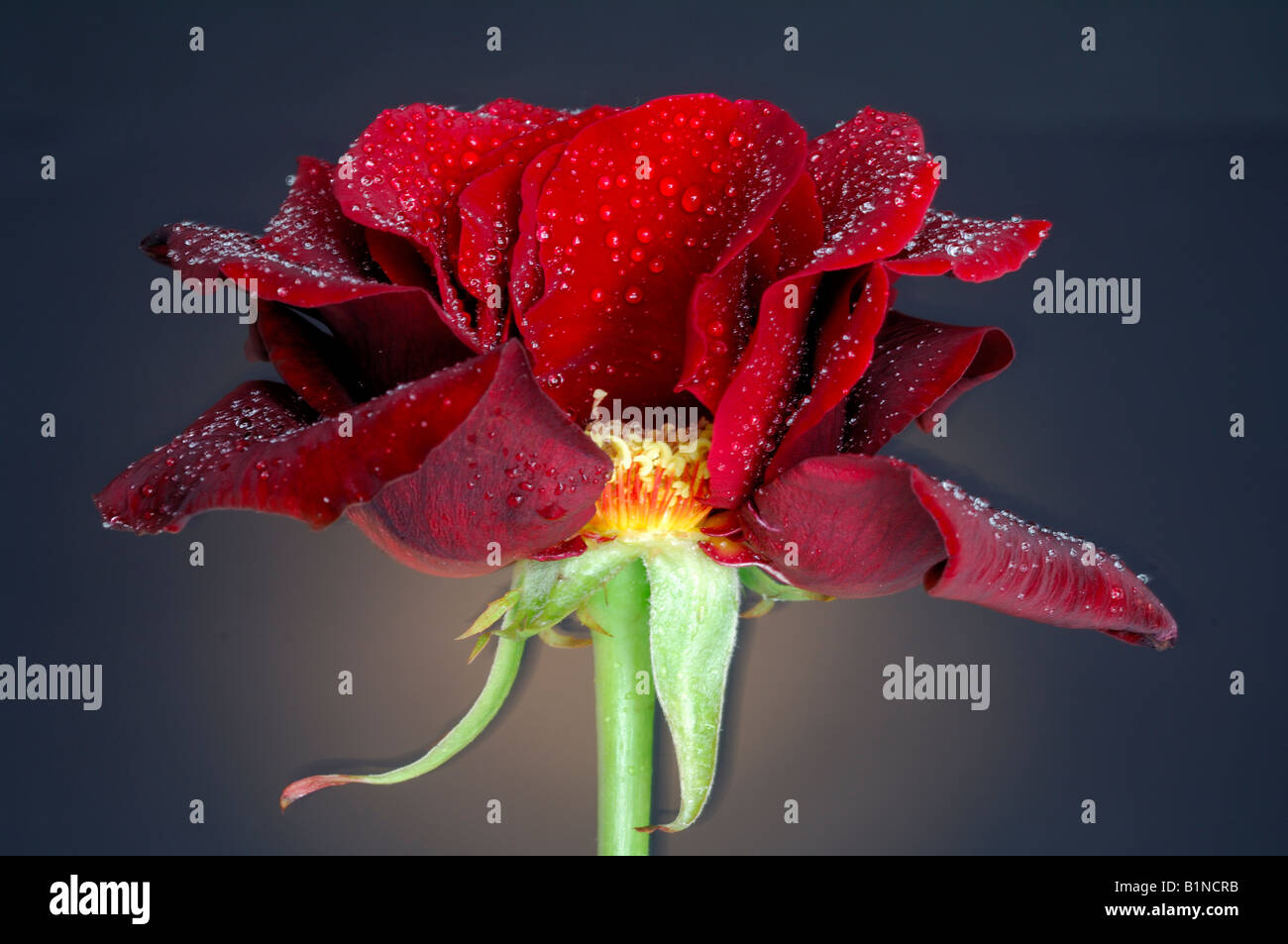 Red Rose blossom, Close up Banque D'Images