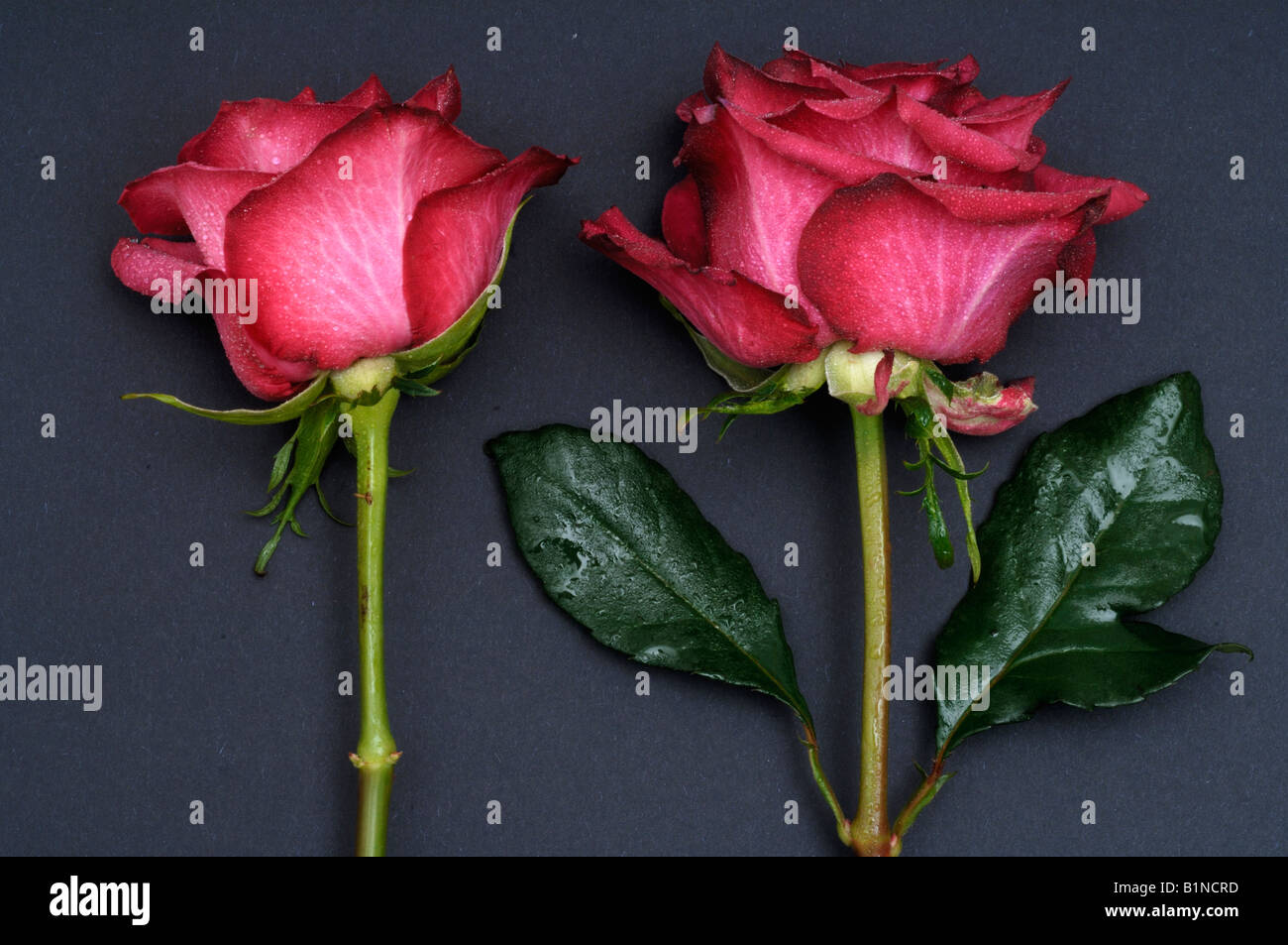 Deux roses roses Banque D'Images