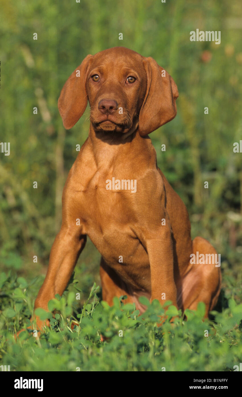 Hongrois à poil lisse Vizsla devint (Canis lupus familiaris), puppy sitting on a meadow Banque D'Images