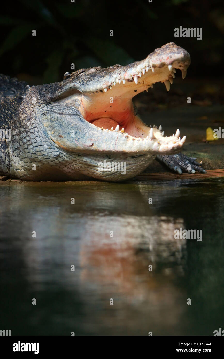 Le zoo de Singapour en Asie du sud-est de l'eau en crocodile Banque D'Images
