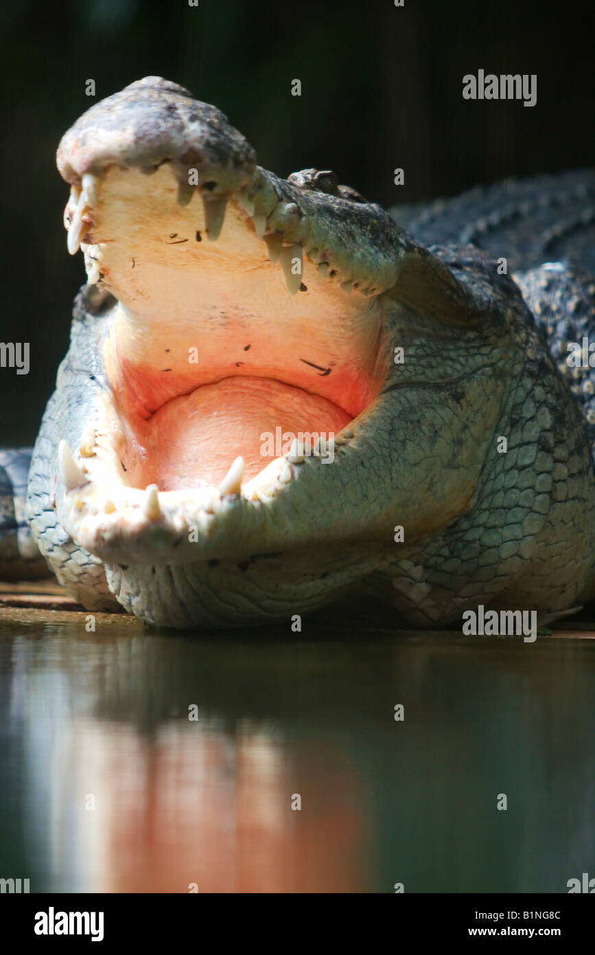 Le zoo de Singapour en Asie du sud-est de l'eau en crocodile Banque D'Images