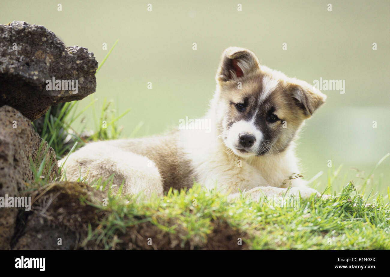 Chien de Berger islandais, Islande (Canis lupus familiaris), puppy on grass Banque D'Images