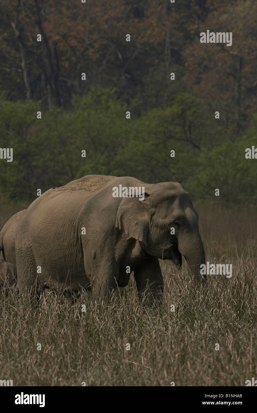 L'éléphant indien, Elephas maximus indicus, Corbett national park, Inde Banque D'Images