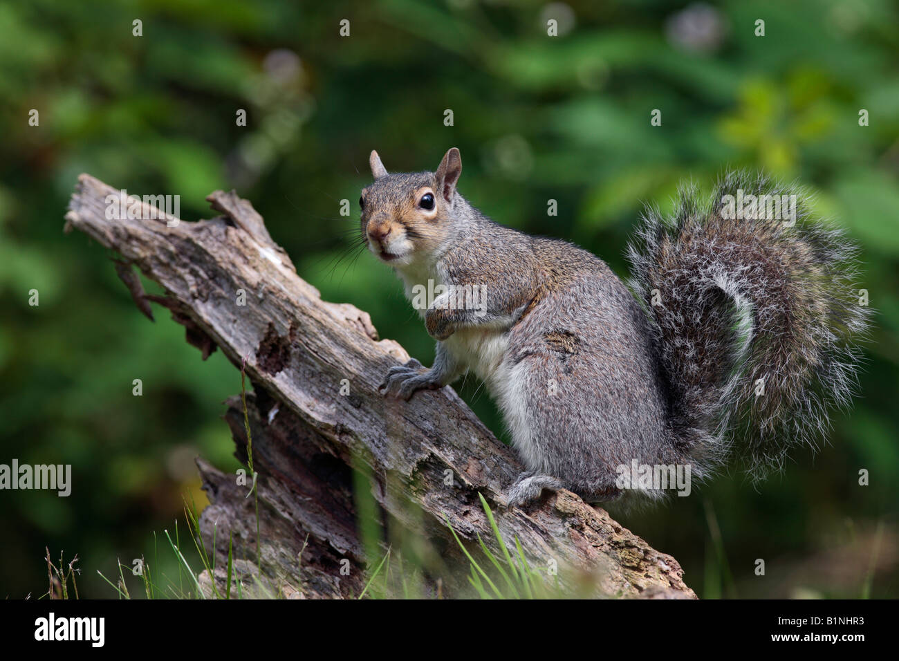 L'écureuil gris Sciurus carolinensis sur Potton journal Bedfordshire Banque D'Images