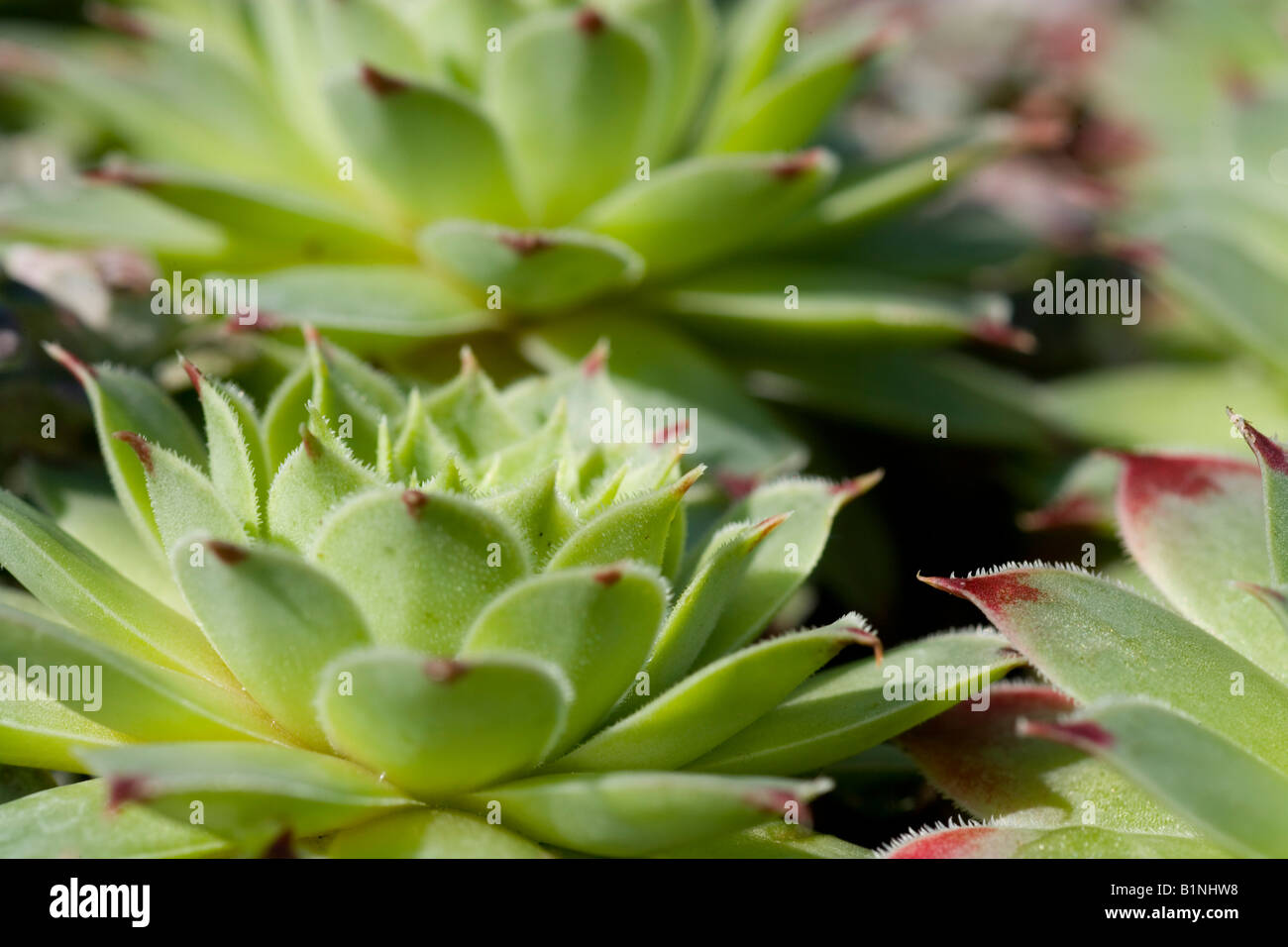 Sempervivum dans un jardin alpin. Houseleek. Banque D'Images