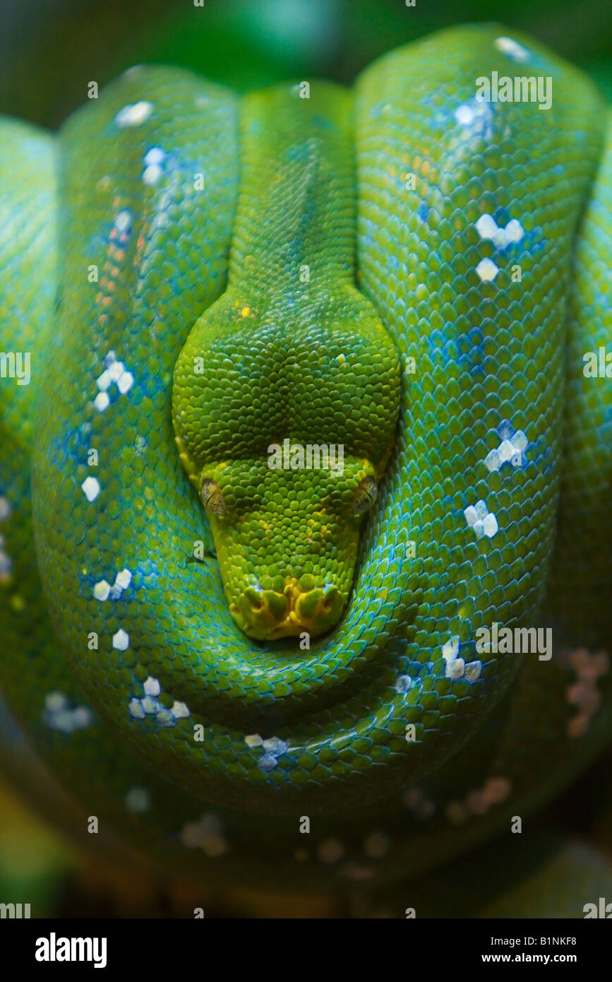 Le zoo de Singapour en Asie du sud-est enroulé serpent vert Banque D'Images