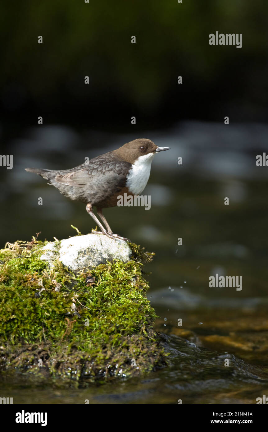 Balancier (Cinclus cinclus) perché dans un ruisseau. Banque D'Images