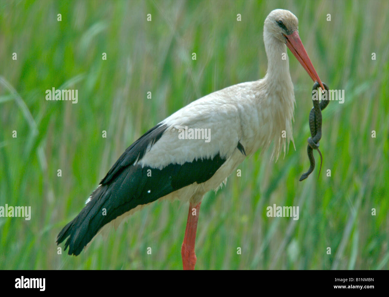 Stork européenne avec snake Banque D'Images