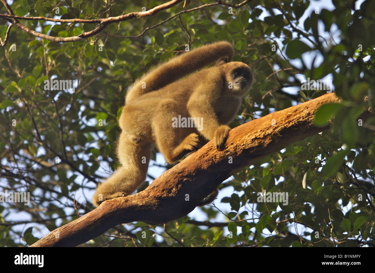 Un singe muriqui du sud, le plus grand primate des Amériques, en voie de disparition, se promenant dans la canopée de la forêt atlantique menacée, au Brésil. Banque D'Images