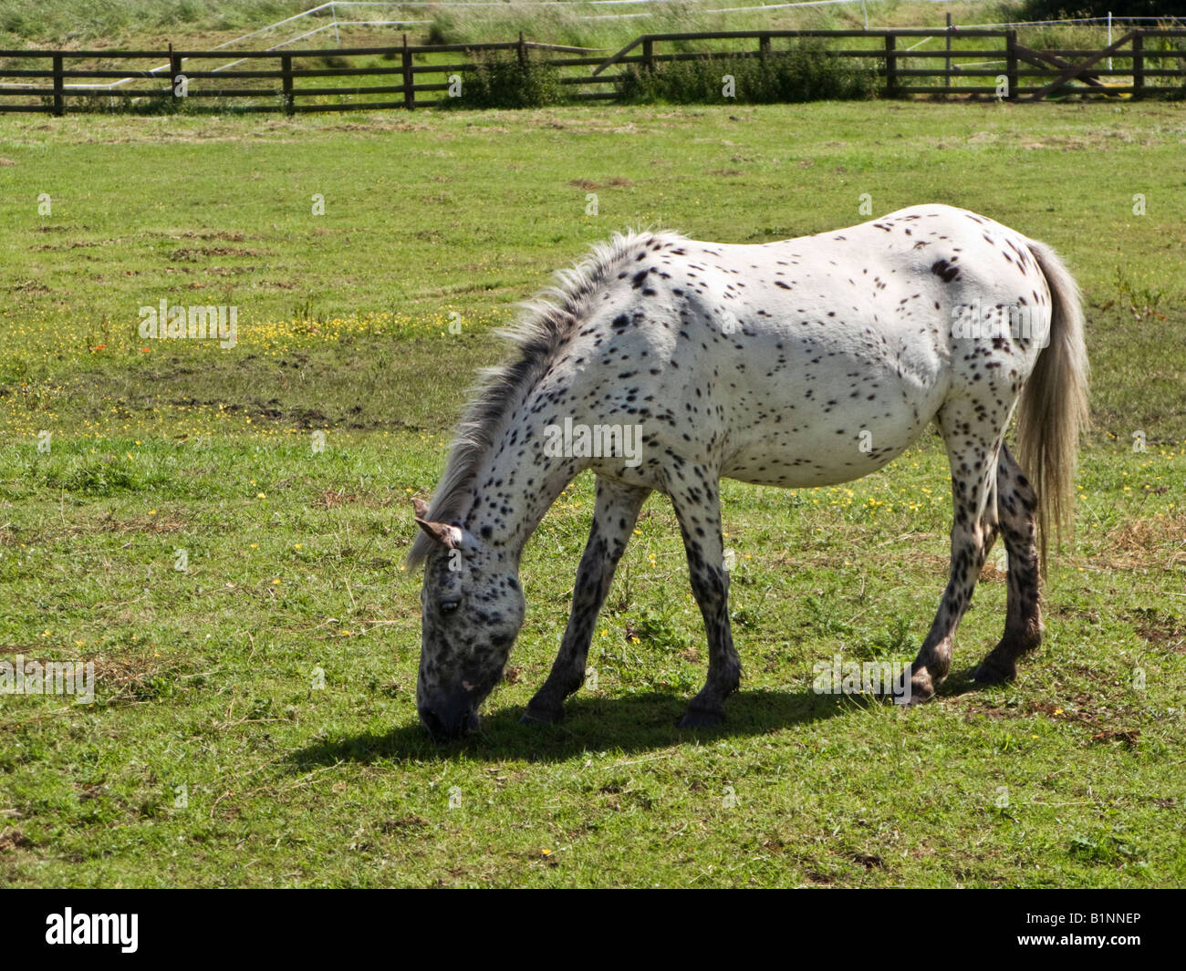 Leopard blanc repéré Appaloosa Horse Race paissant dans un champ England UK Banque D'Images