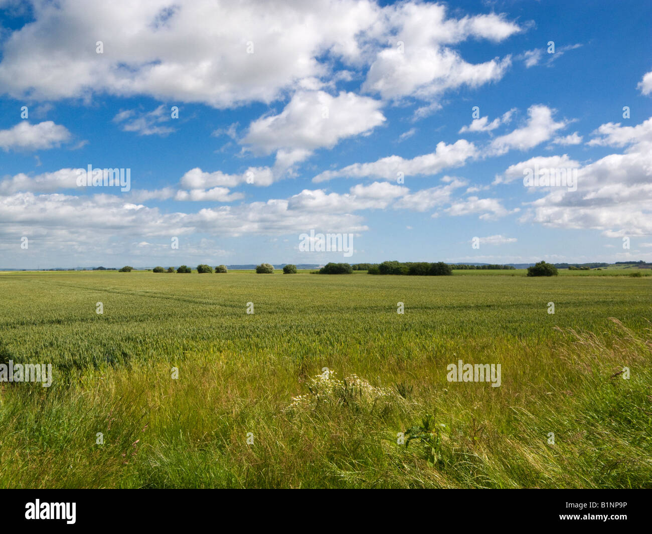 East Yorkshire paysage - champ de blé mûrit au début de l'été UK Banque D'Images