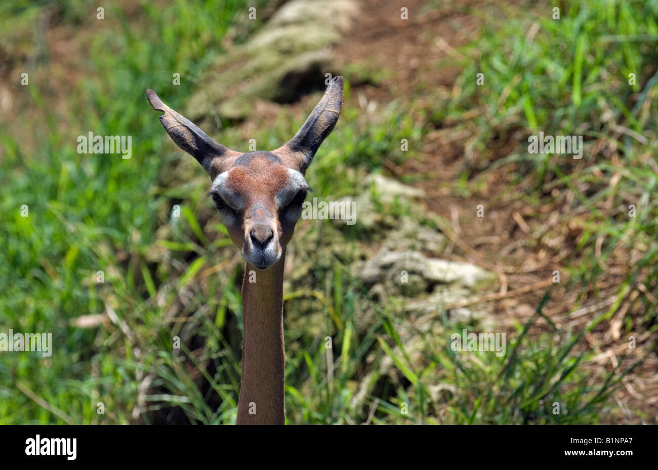 'Gazelle de Waller au zoo de Los Angeles' Banque D'Images