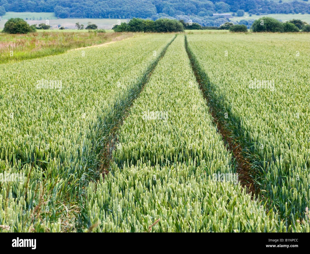 Les conduites du tracteur dans un champ de blé à la fin du printemps / début de l'été, l'agriculture UK Banque D'Images