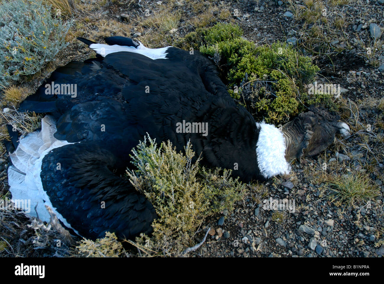 Condor des Andes d'appâts empoisonnés Banque D'Images