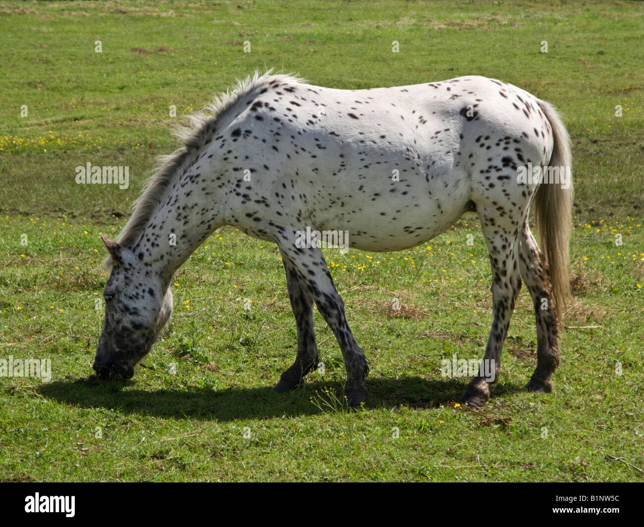 Appaloosa Horse Race paissant dans un champ England UK Banque D'Images