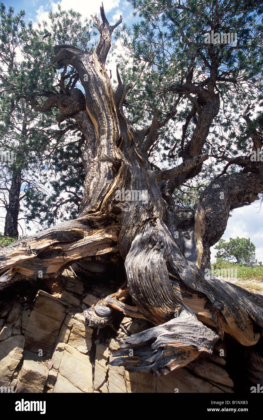 Bristlecone Pine Banque D'Images