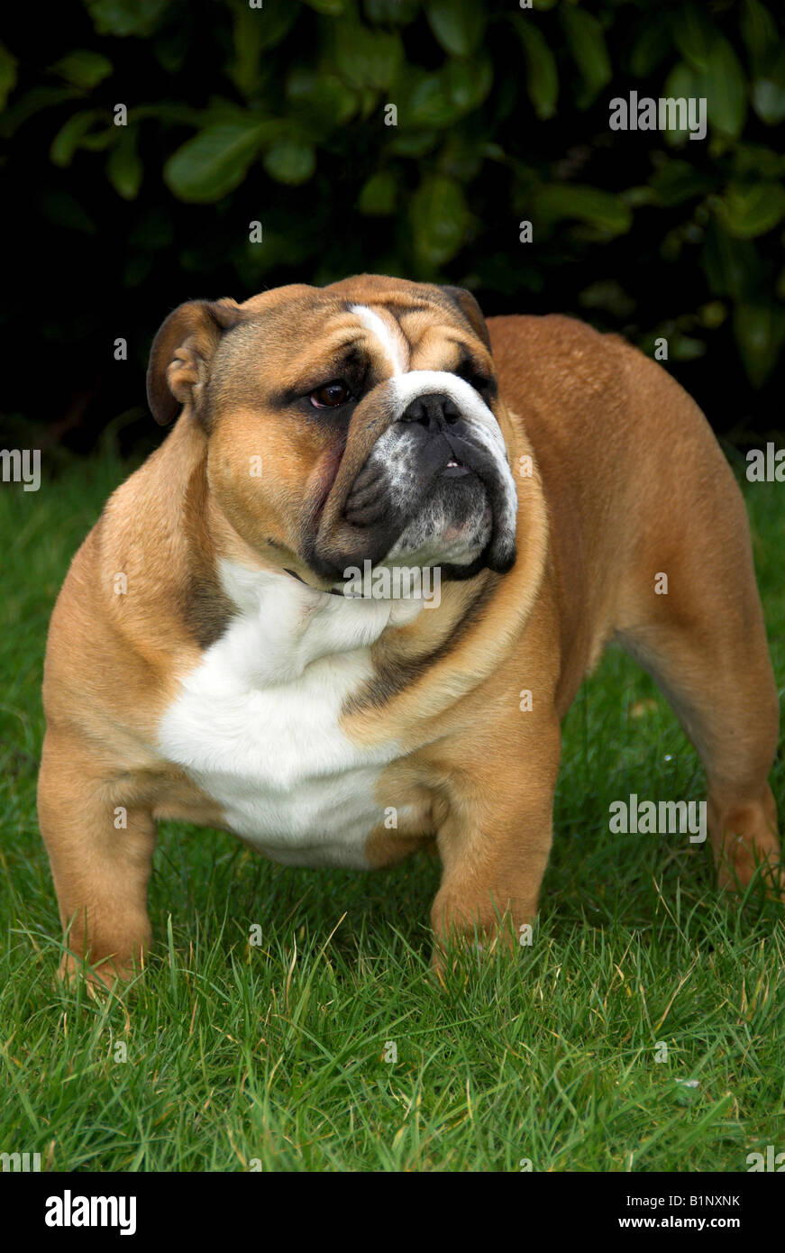 British Bulldog Ou Bouledogue Anglais Est Une Race De Chien