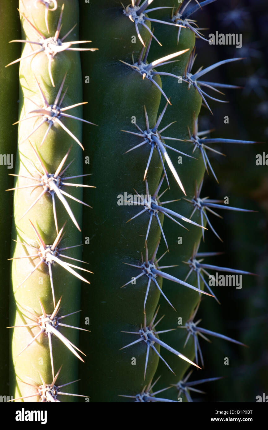 Cactus dans Anza Borrego Desert State Park en Californie Banque D'Images