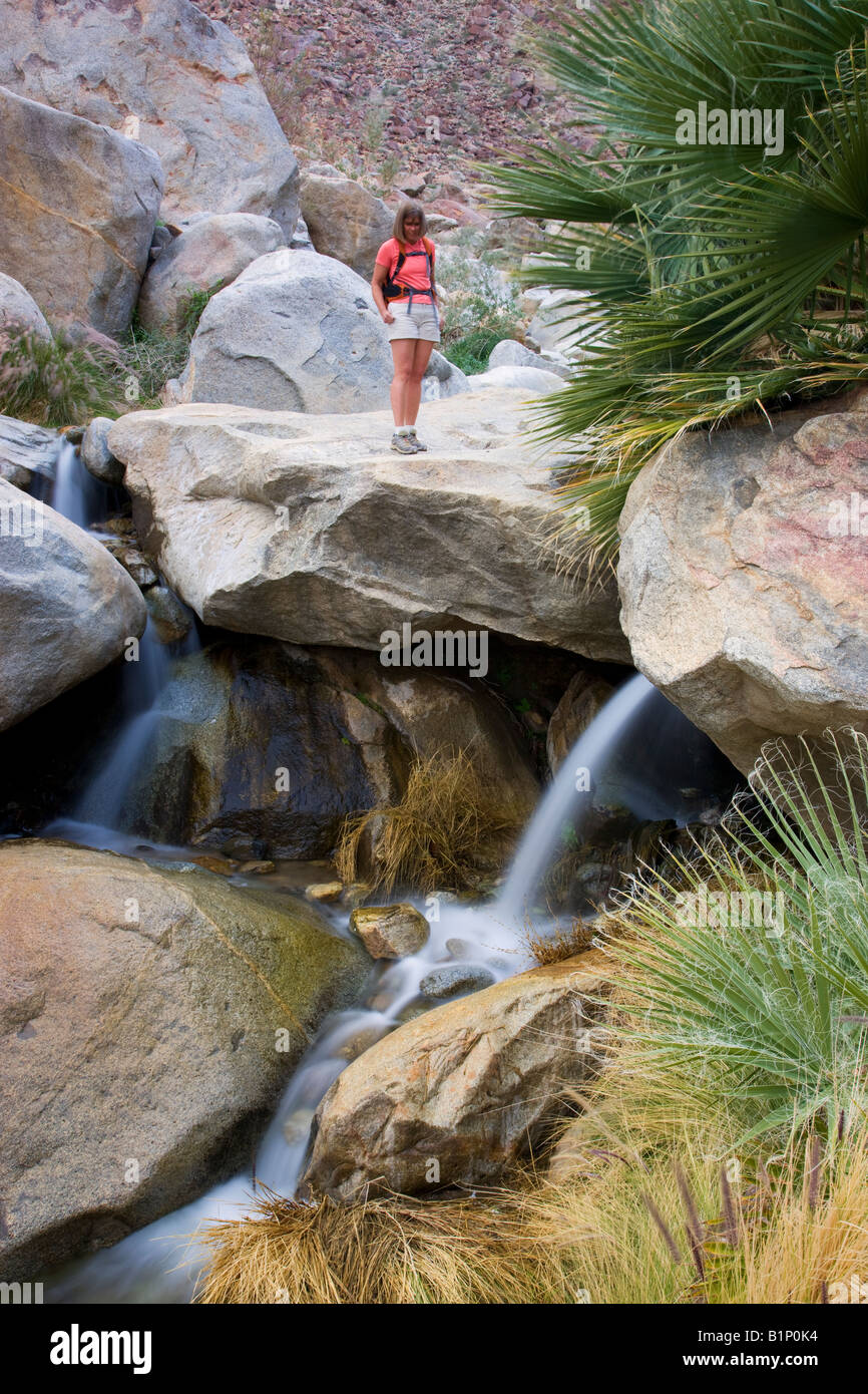 Un Randonneur admirant une cascade à la première Oasis Palm Palm Canyon Anza Borrego Borrego Desert State Park en Californie Banque D'Images