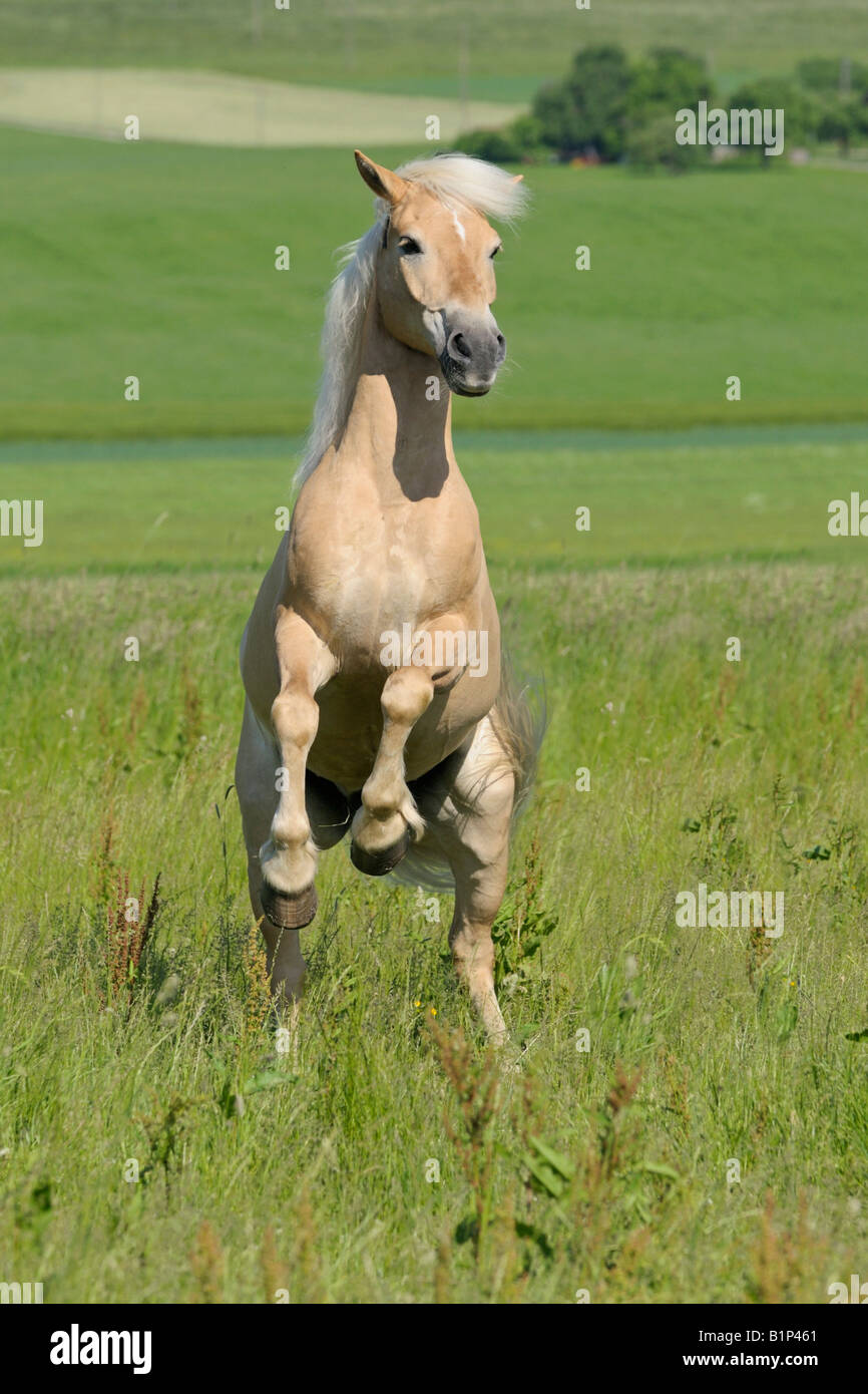 Élevage de chevaux Haflinger Banque D'Images