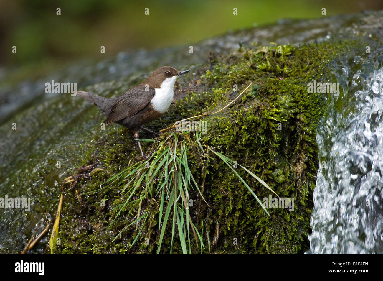 Balancier (Cinclus cinclus). Banque D'Images