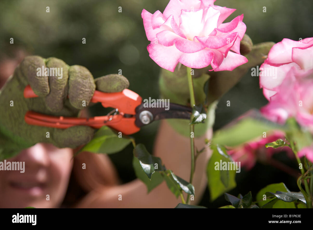 Un jardinier TAILLER UN HANDEL ROSE ROSE EN JUIN Banque D'Images