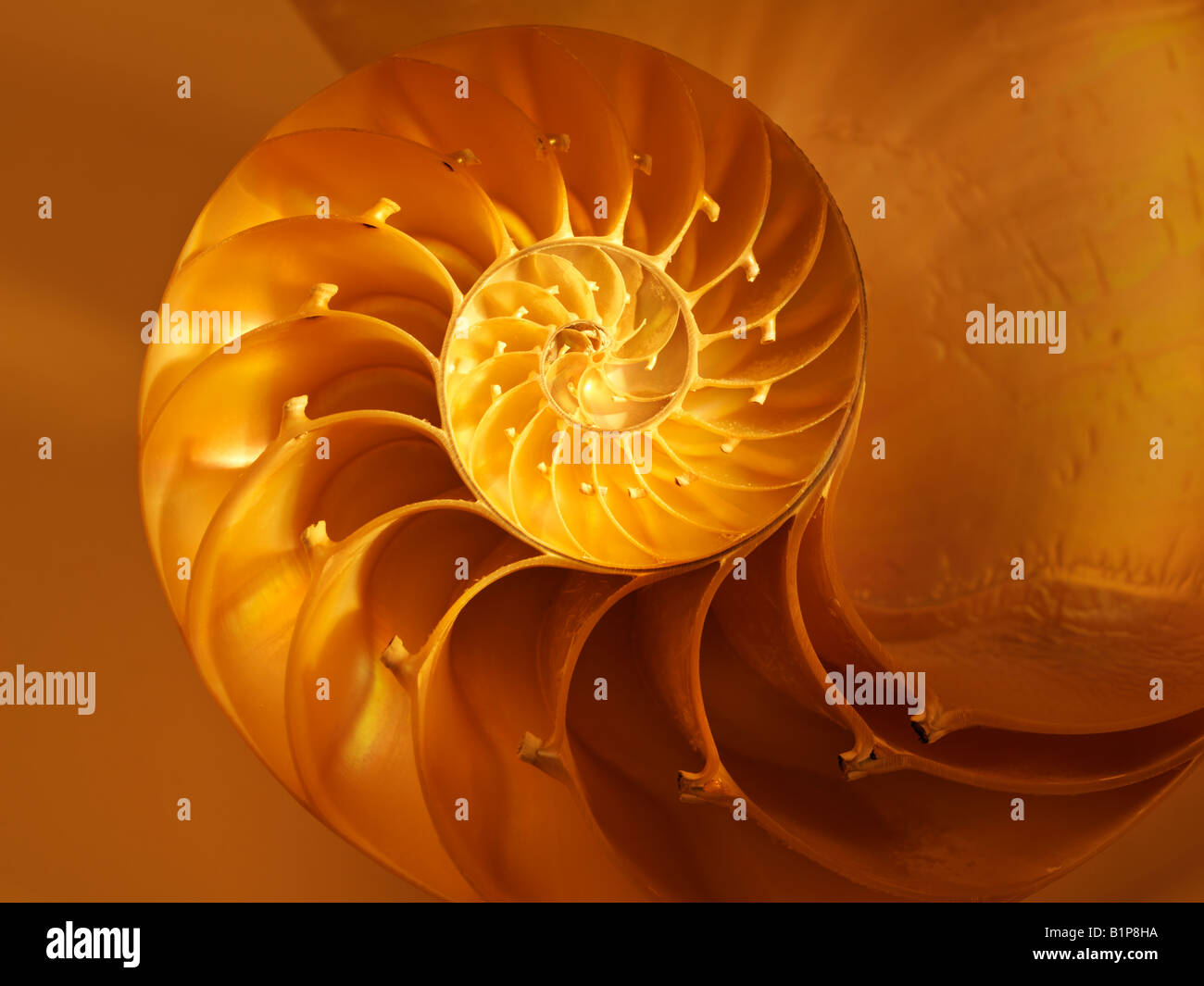 Nautilus Shell traversée dans la moitié montrant le genre Nautilus Nautilus Pompilus chambres Banque D'Images