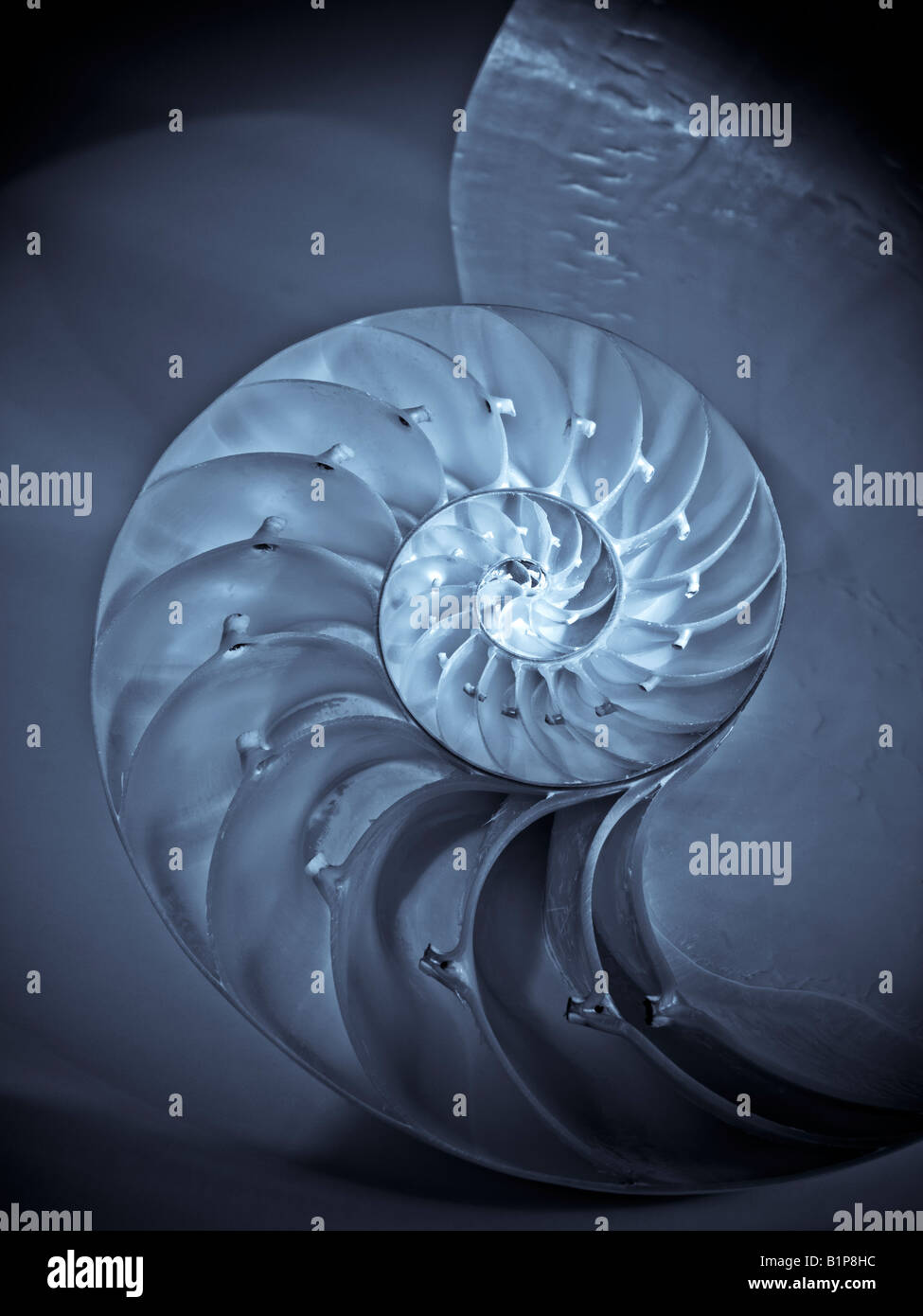 Nautilus Shell traversée dans la moitié montrant le genre Nautilus Nautilus Pompilus chambres Banque D'Images