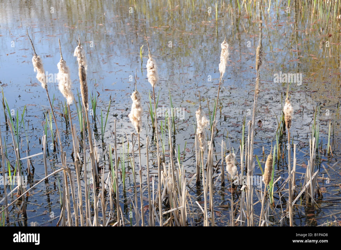 Fake Bull Rushes Bull rushes Banque de photographies et d’images à haute résolution - Alamy
